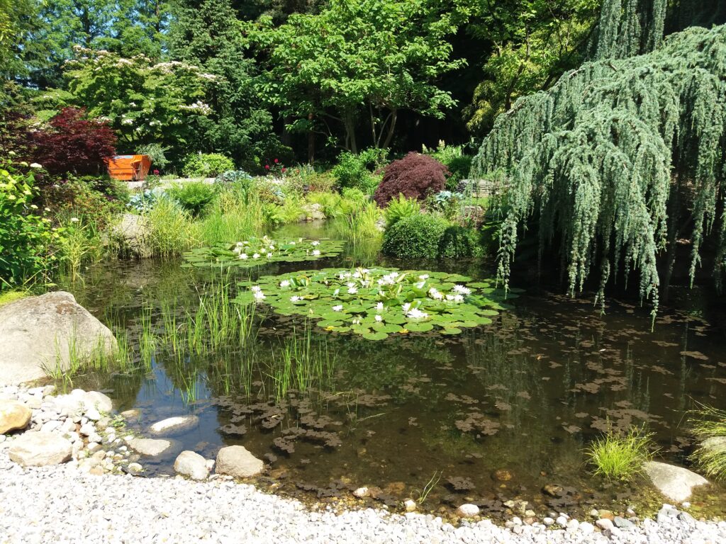 Teich im Loki-Schmitt-Garten