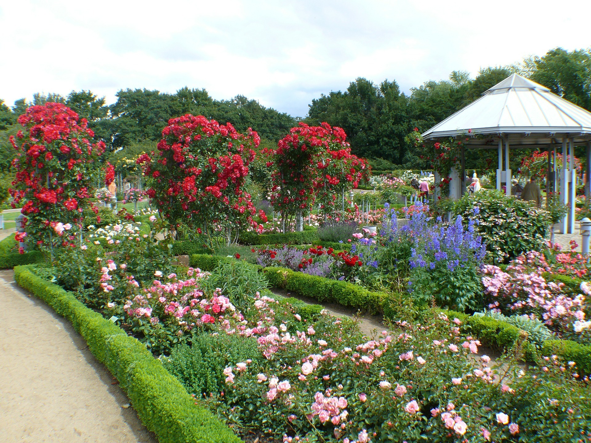 Rosengarten mit hochgebundenen roten Rosen