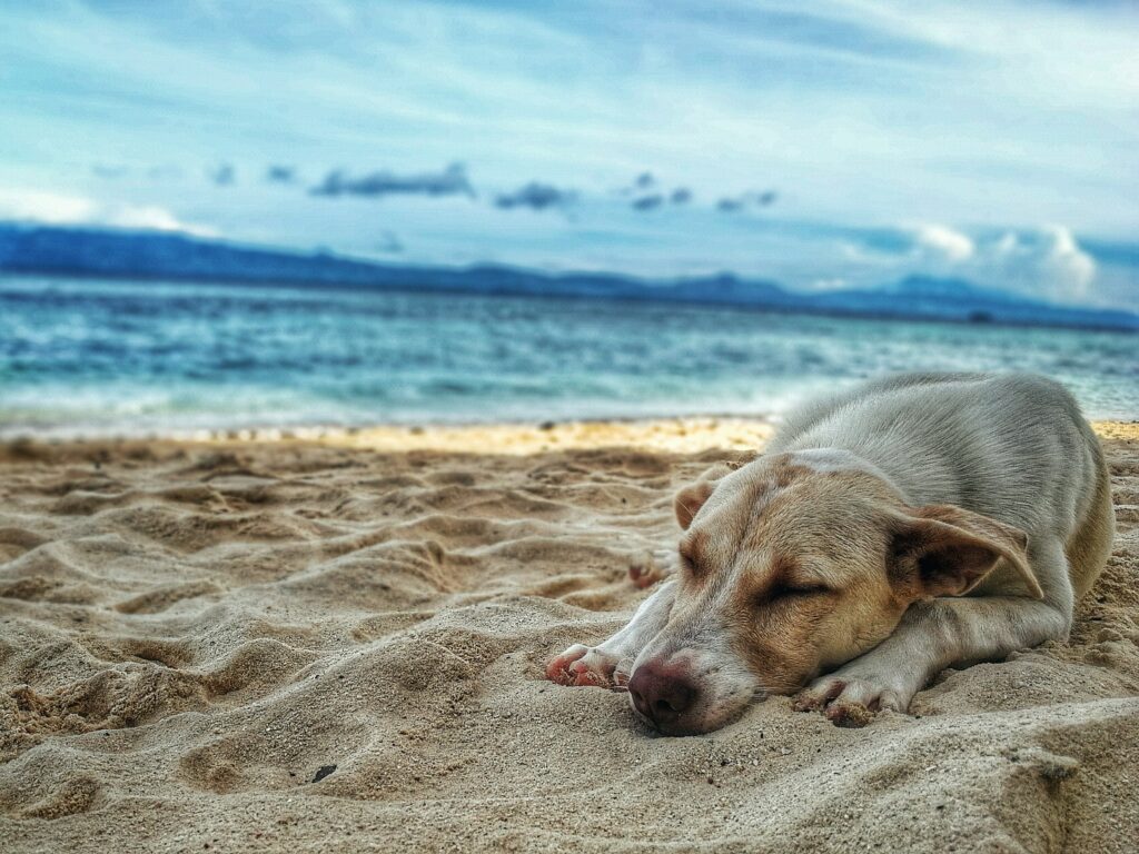 Hund am Sandstrand