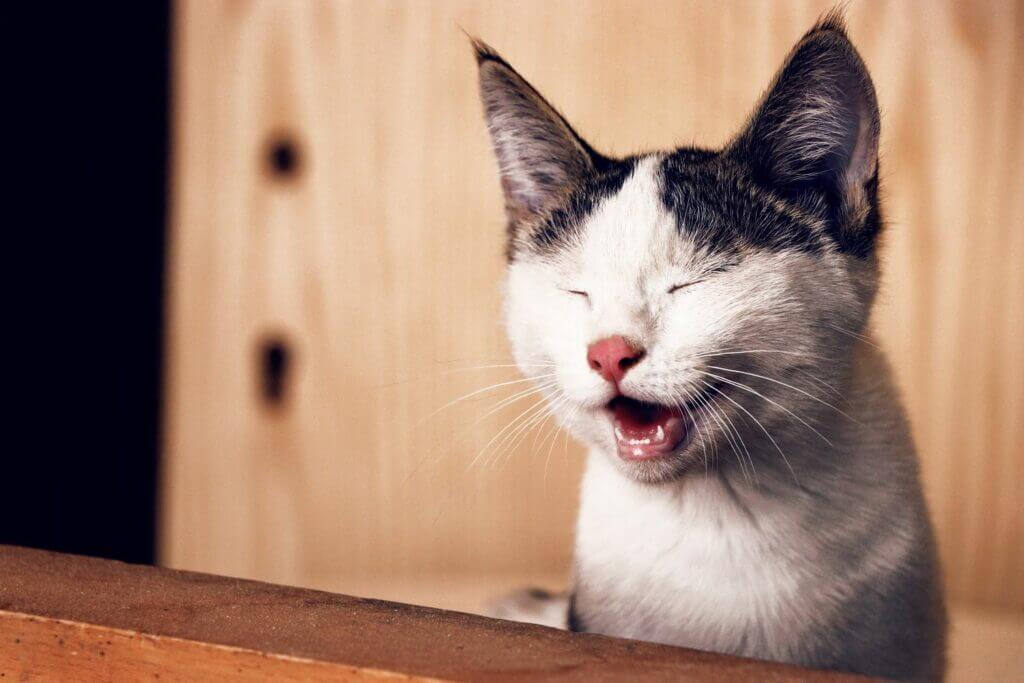 leidenschaftlich singende Katze, lustig