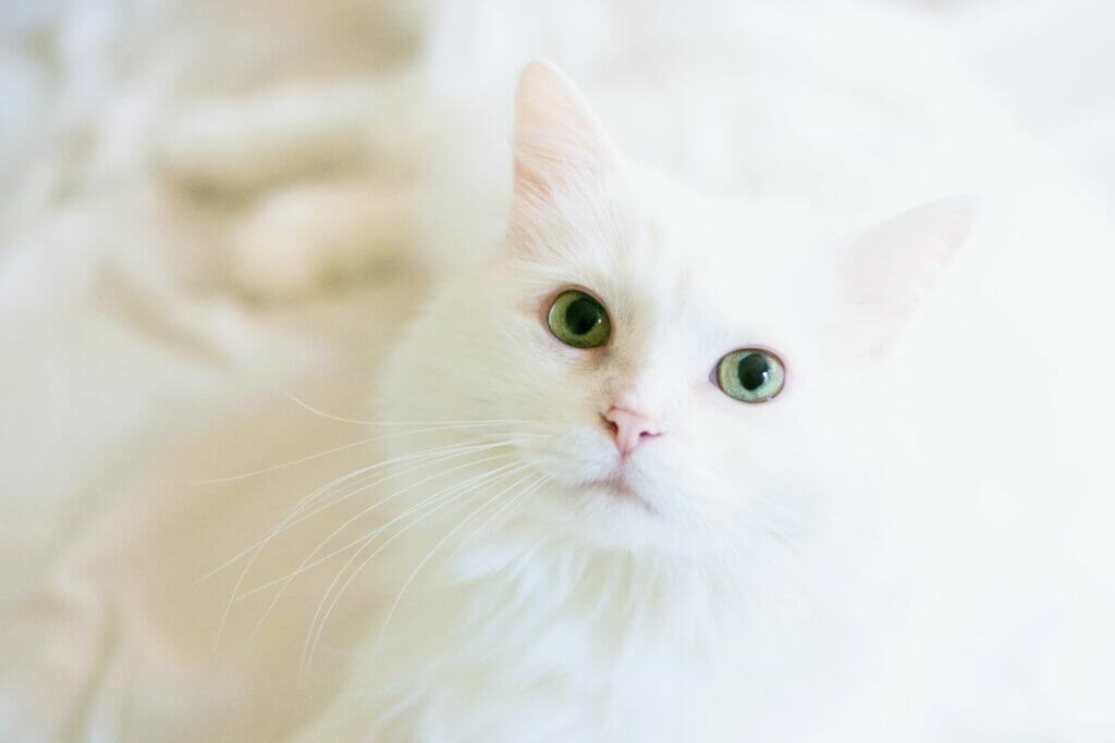 weiße Katze mit grünen Augen