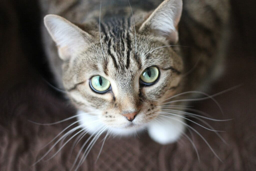 Tigerkatze guckt genau in die Kamera. schöne grüne Augen, weiße Söckchen