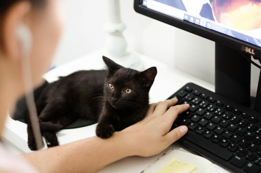 kleine, samtige schwarze Katze legt ein Pfötchen auf den Arm ihrer Besitzerin, die am Computer sitzt