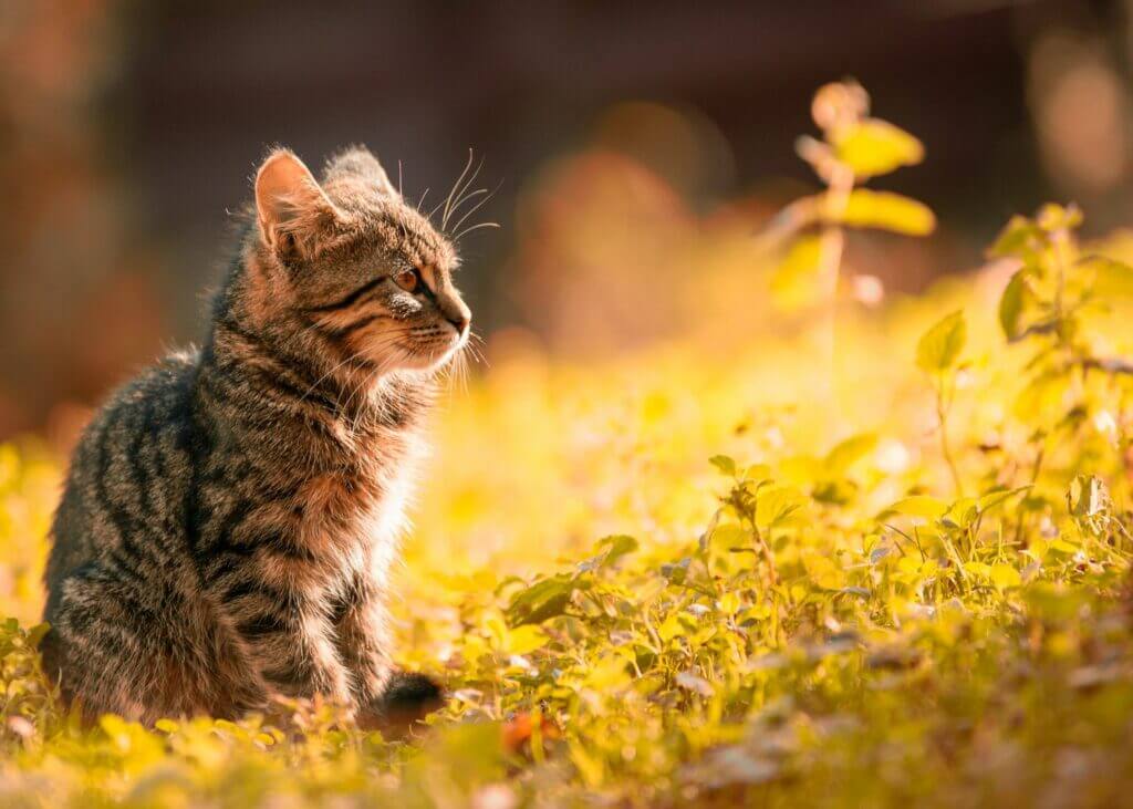kleine getigerte Katze beobachtet den Garten