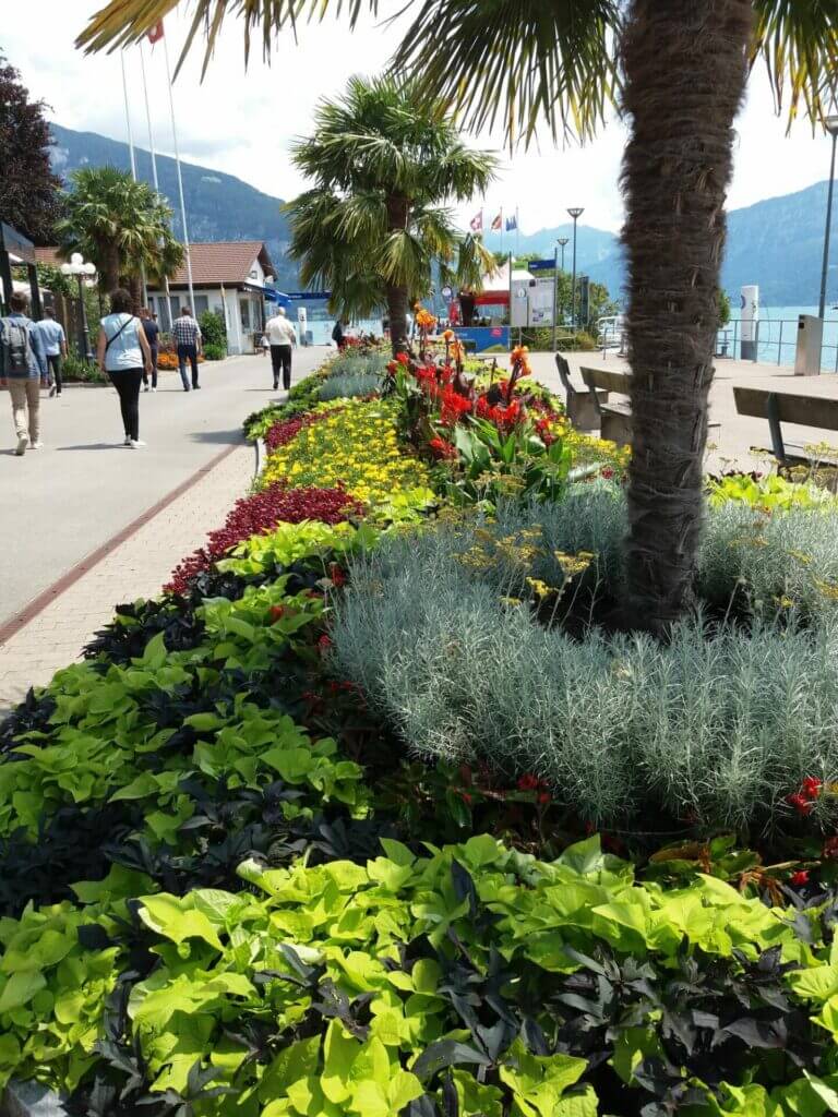 Blumenrabatte an der Seepromenade in Thun