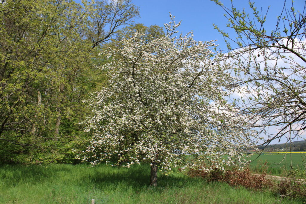 Sommerwiese mit blühendem Obstbaum