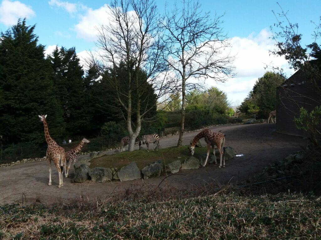 Giraffen und Zebras im Zoo von Belfast