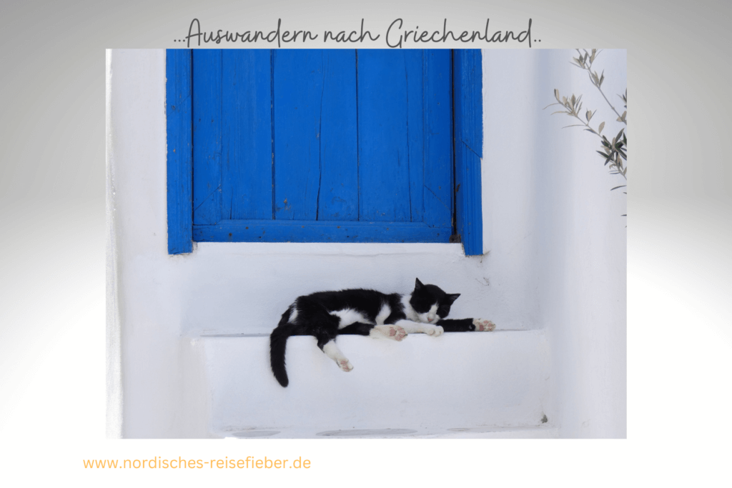schwarz-weiße katze vor blauer Türe im weißen Haus