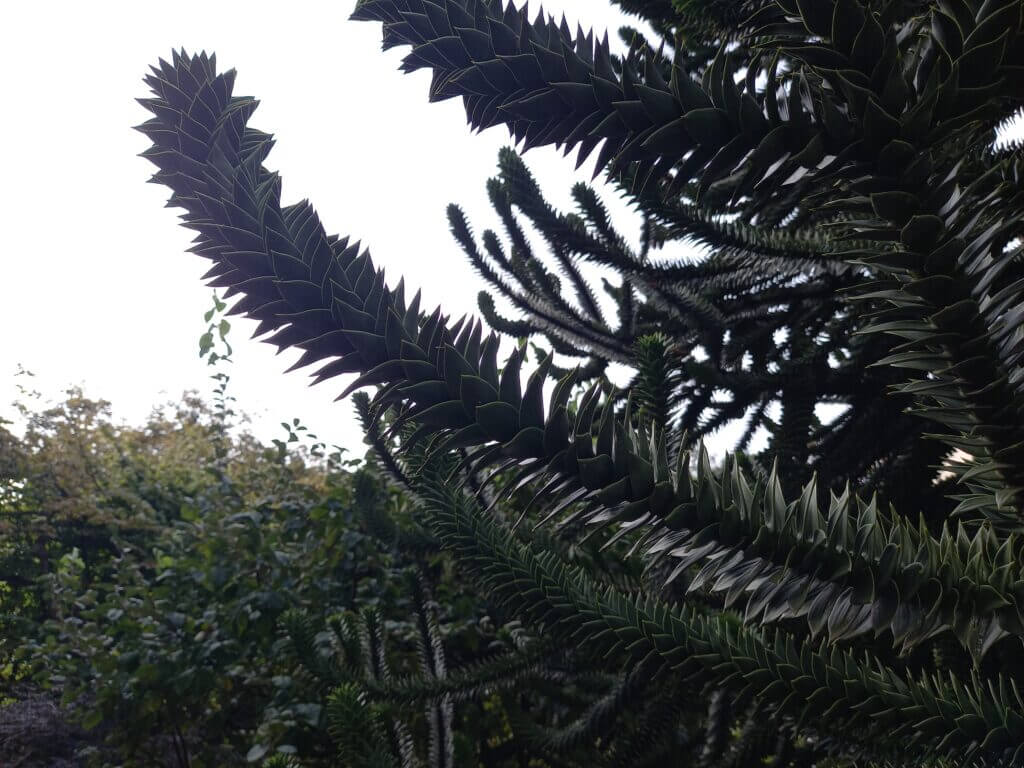 ausgefallener Baum Botanischer Garten