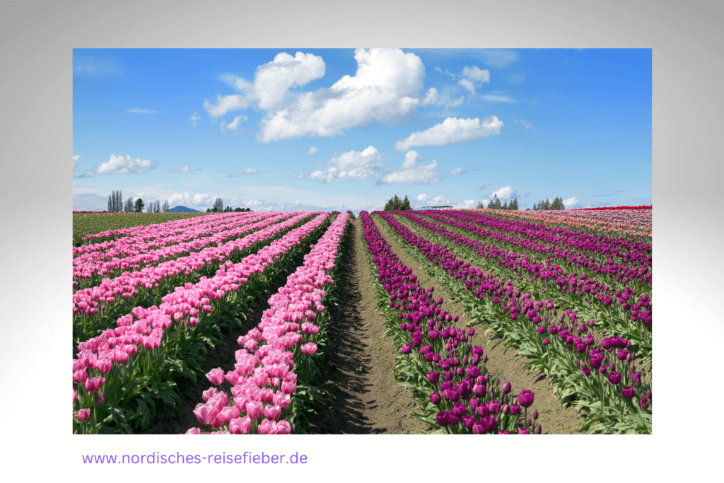 Tulpenfelder Holland Niederlande Harlem