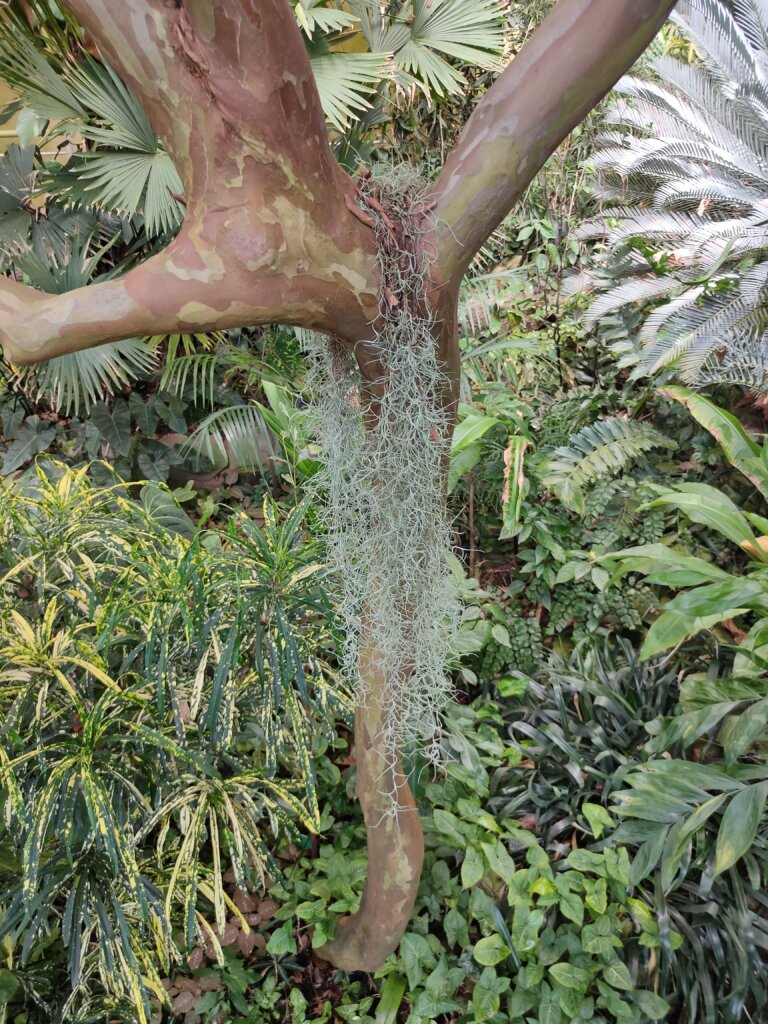 Straßburg Botanischer Garten Tropenhaus