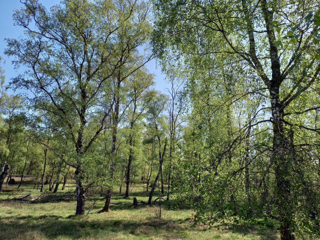 Wald in den Maasdünen