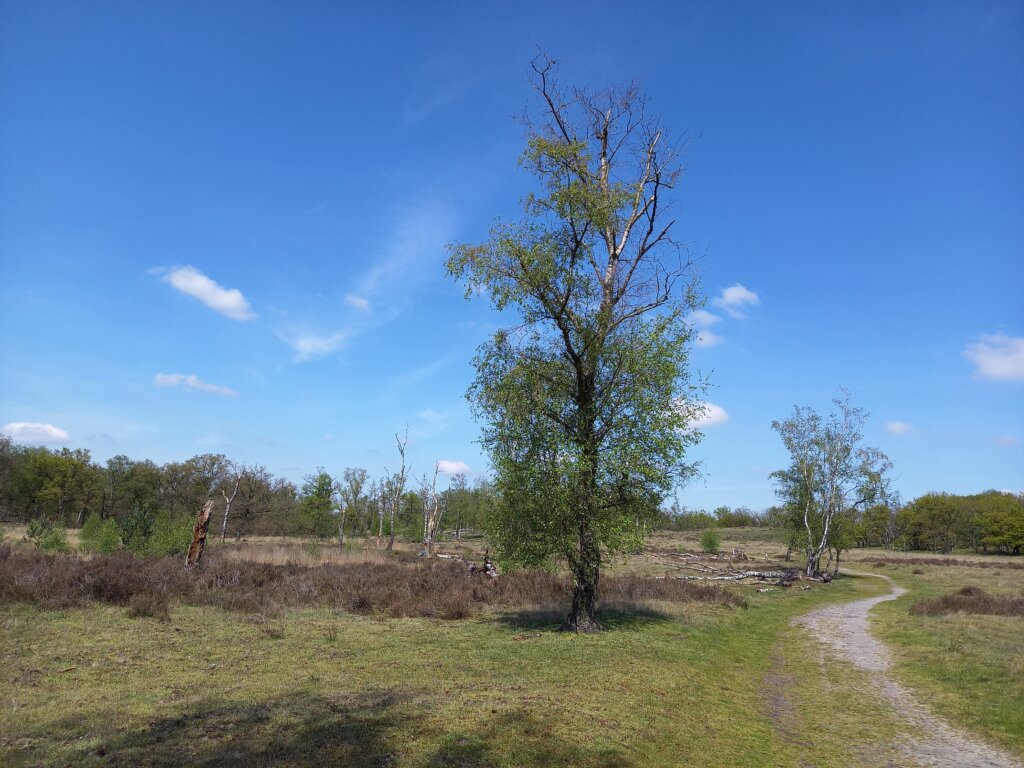 Nationalpark Maasdünen