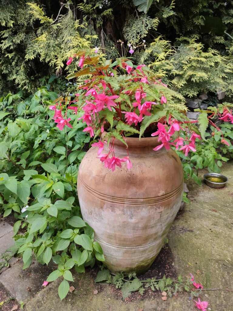 schöne Fuchsien in TErracotta-Amphore