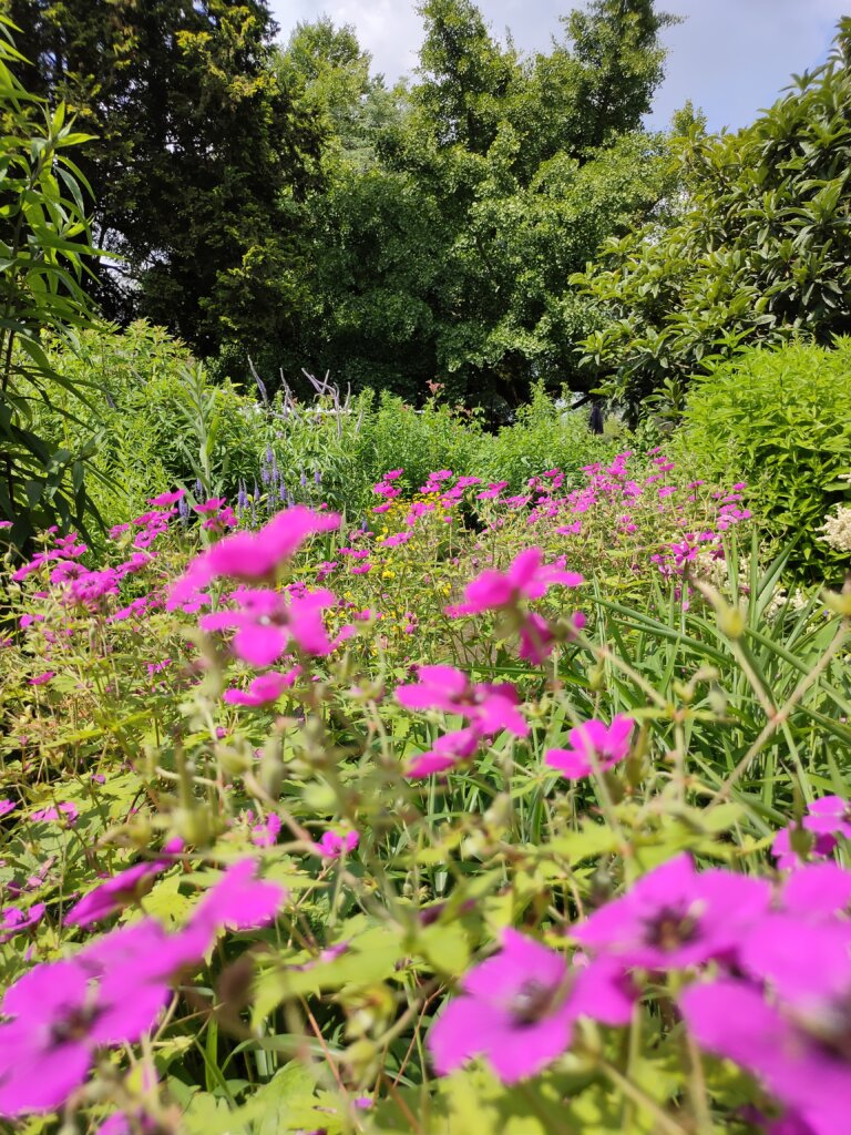 Klostergarten pinke Blumenpracht