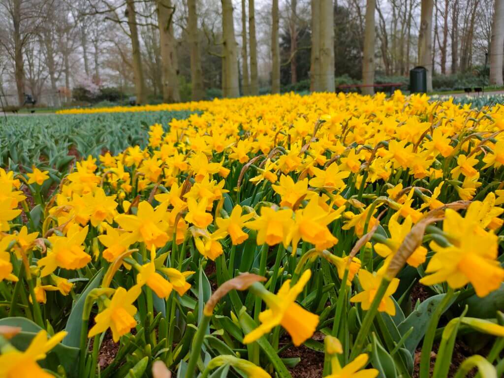 Keukenhof Osterglocken