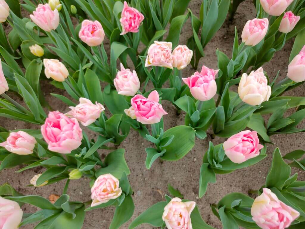 tulpen
