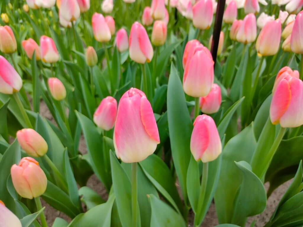 tulips
