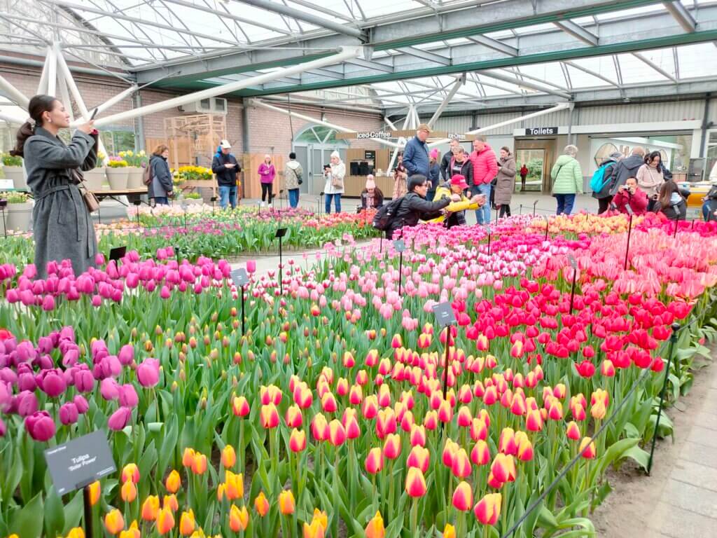 tulpenausstellung