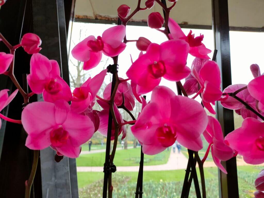 Keukenhof Orchideen