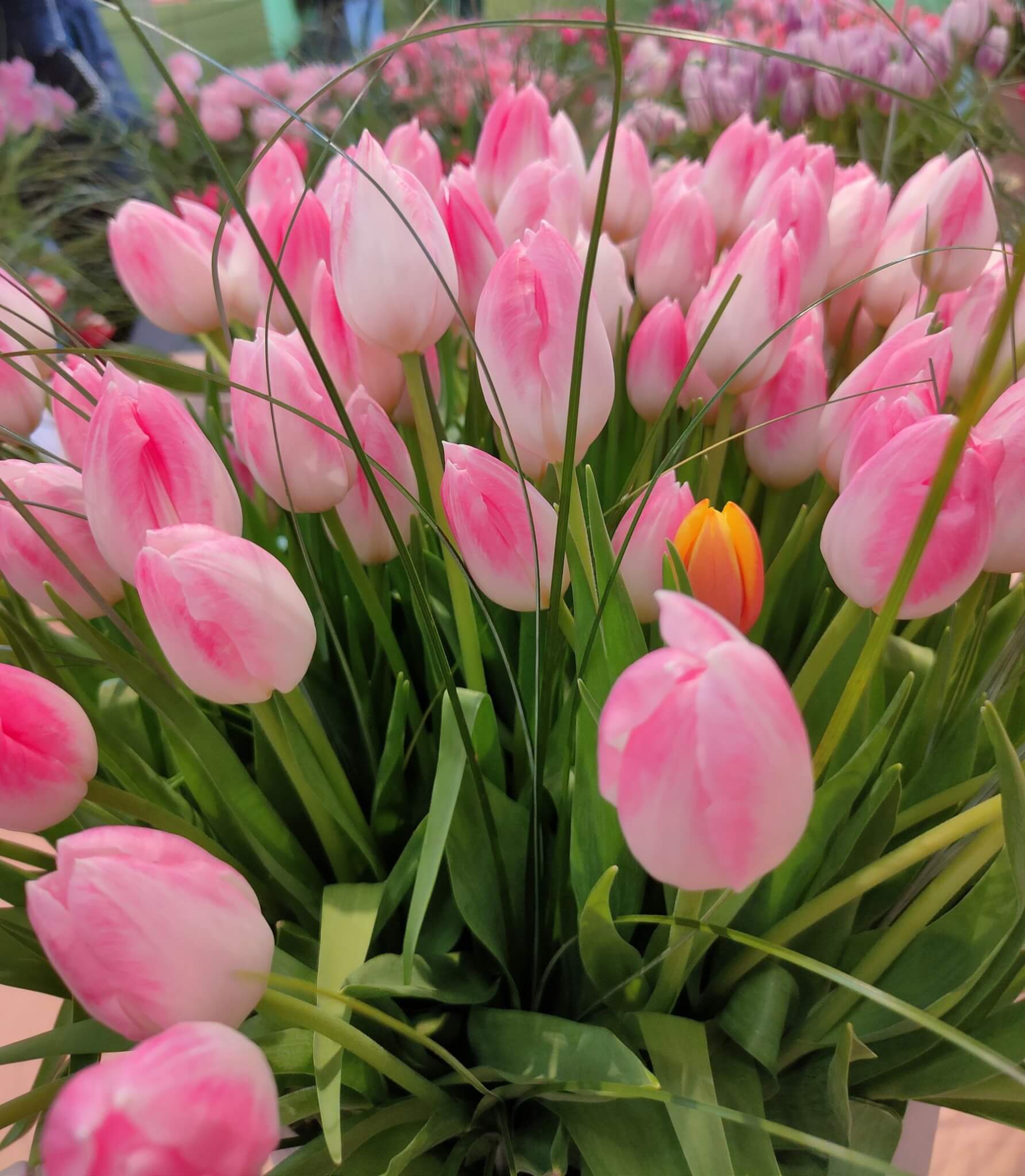DER KEUKENHOF-Park und die 4 schönsten Pavillionstu