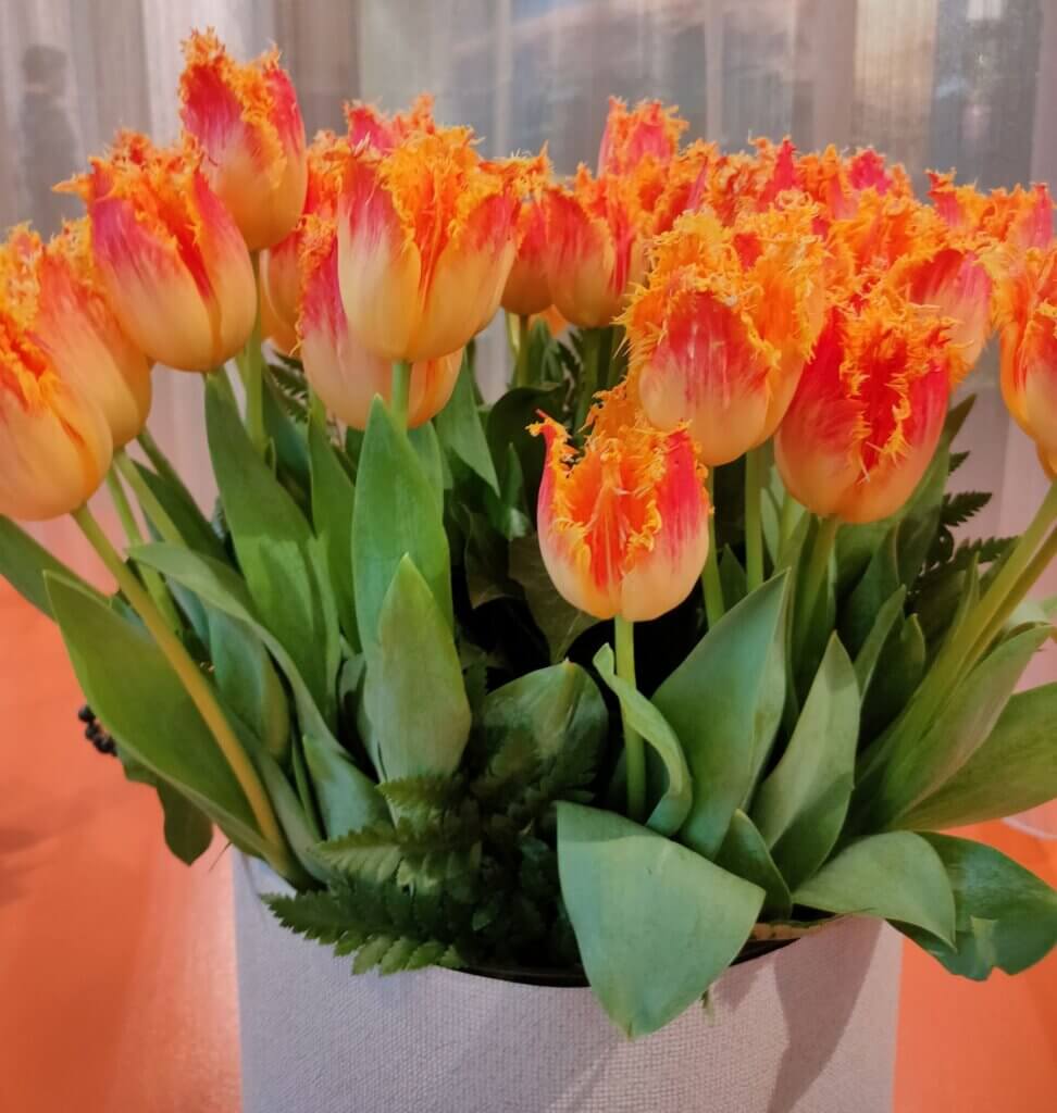 tulpe