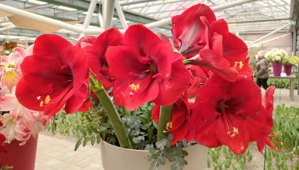 Keukenhof Amaryllis
